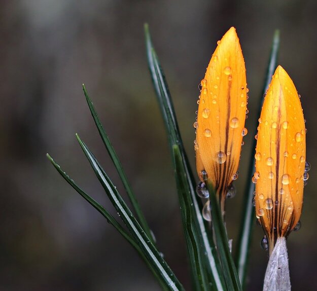 Ayurvedic Spring Cleansing