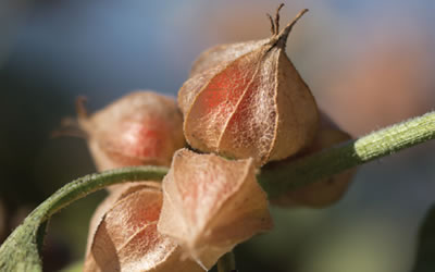 Why Ashwagandha is the most sacred herb